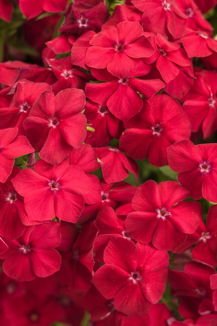 Phlox - Phlox 'Intensia® Red Hot' from Kings Garden Center