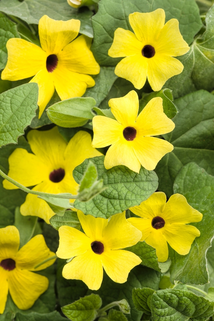 Black-Eyed Susan Vine - Thunbergia alata 'Lemon A-Peel' from Kings Garden Center