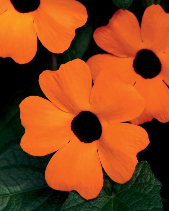 Black-Eyed Susan Vine - Thunbergia alata 'Orange A-Peel' from Kings Garden Center