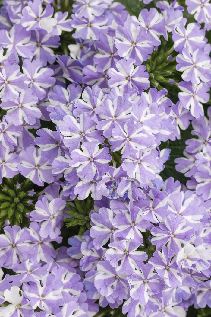 Superbena® Stormburst - Verbena hybrid from Kings Garden Center