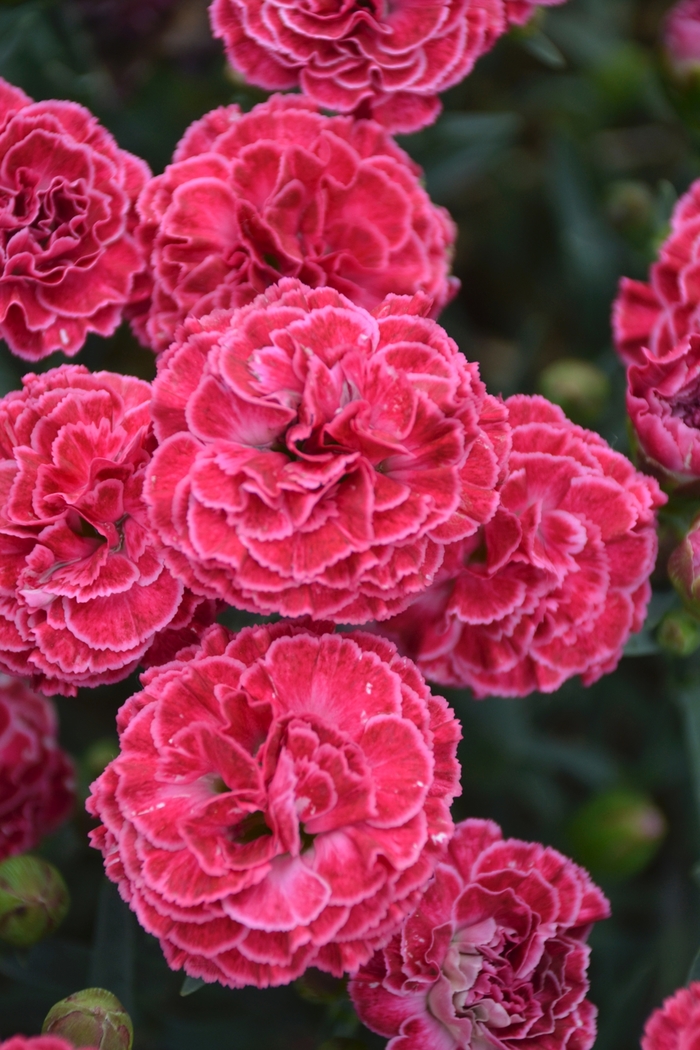 Fruit Punch® - Dianthus hybrid 'Fruit Punch Raspberry Ruffles' from Kings Garden Center