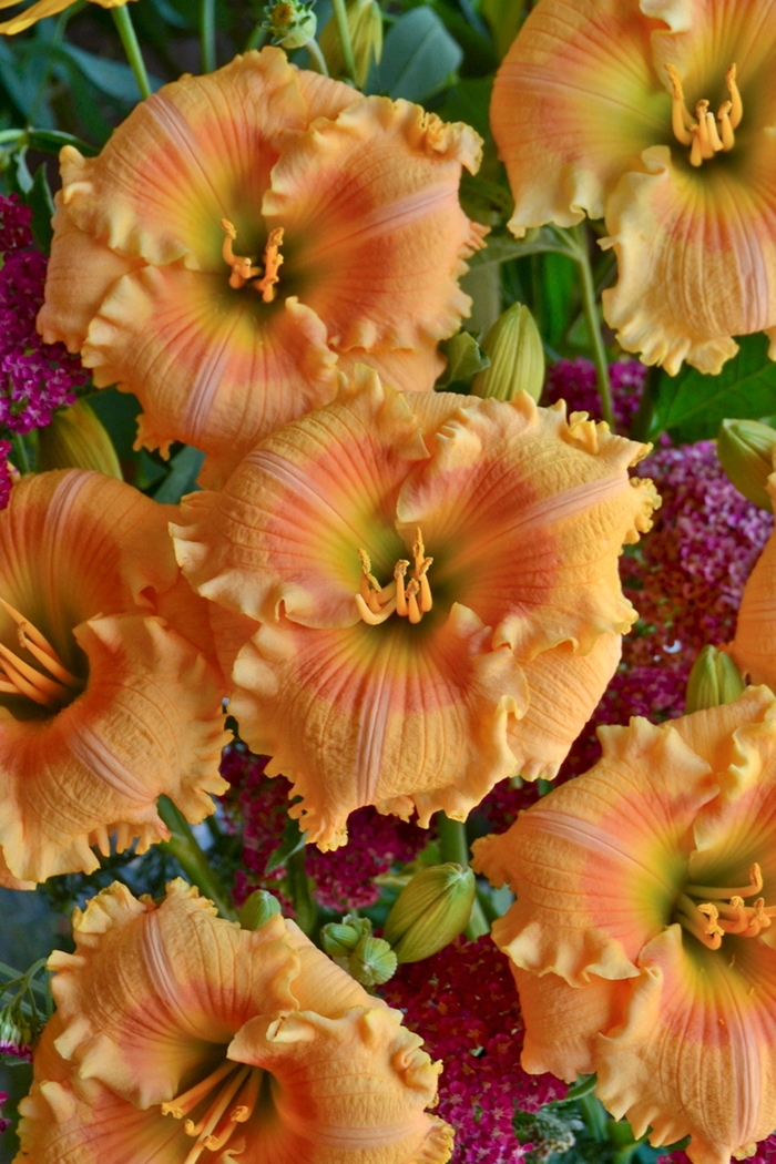 Rainbow Rhythm® - Hemerocallis hybrid 'Orange Smoothie' from Kings Garden Center