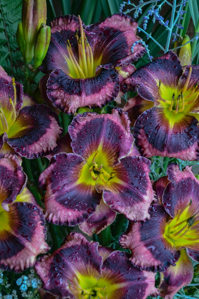 Rainbow Rhythm® - Hemerocallis hybrid 'Storm Shelter' from Kings Garden Center