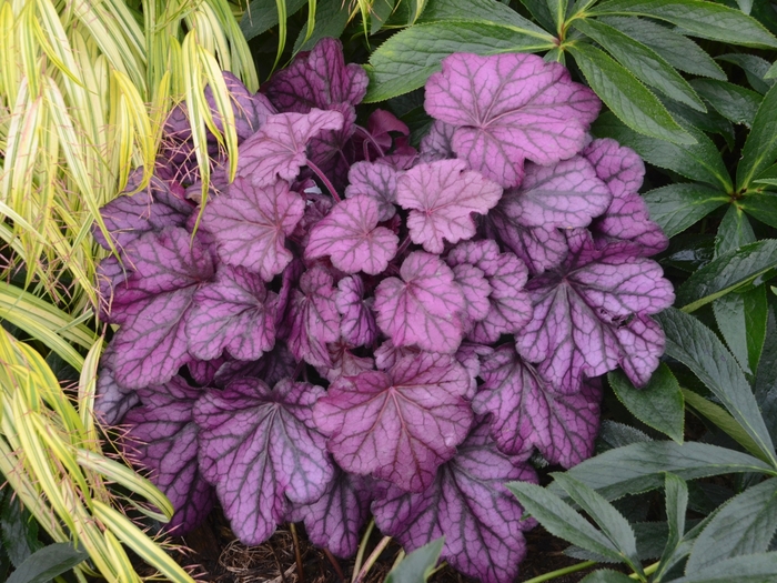 Coral Bells - Heuchera 'Wild Rose' 'PPAF'' from Kings Garden Center