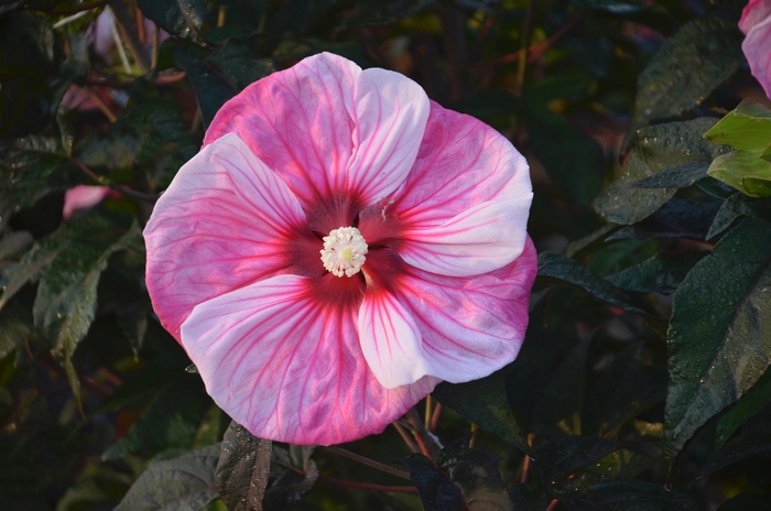 Hardy Hibiscus - Hibiscus hybrid 'Summerific ® Cherry Choco Latte' from Kings Garden Center