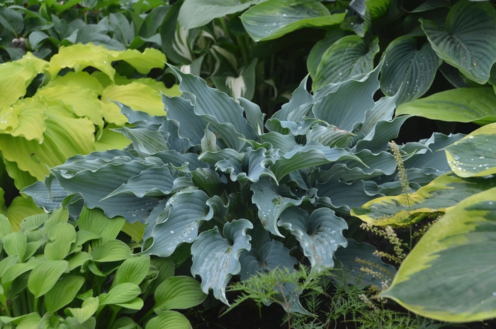 Shadowland® Waterslide Hosta - Hosta 'Shadowland Waterslide' from Kings Garden Center