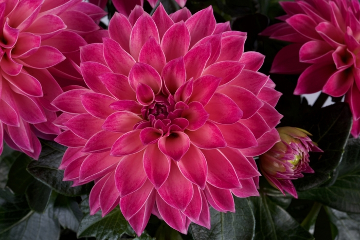 Dalina® Midi Ibiza - Dahlia hybrid from Kings Garden Center