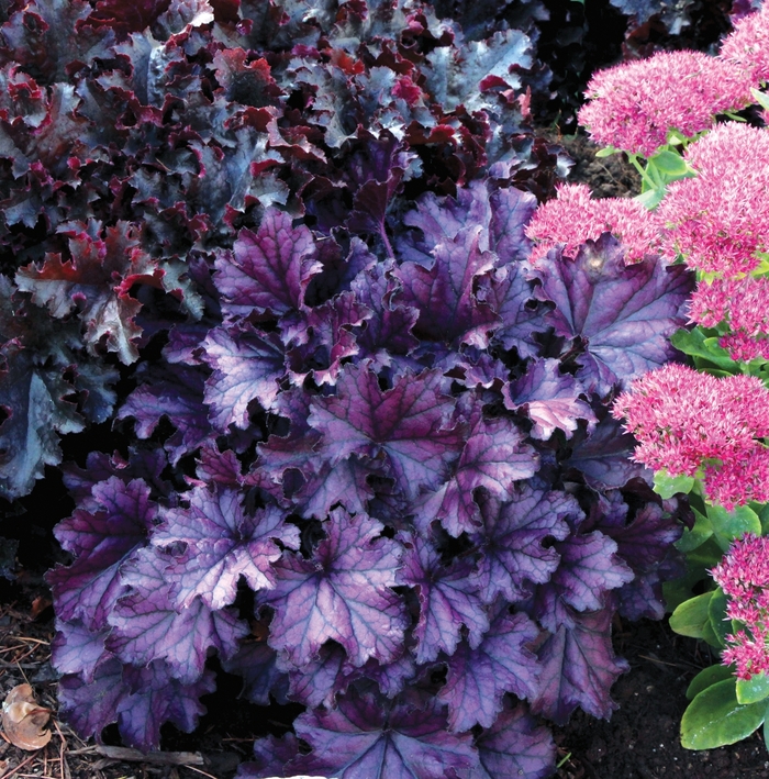 Coral Bells - Heuchera 'Forever Purple' from Kings Garden Center