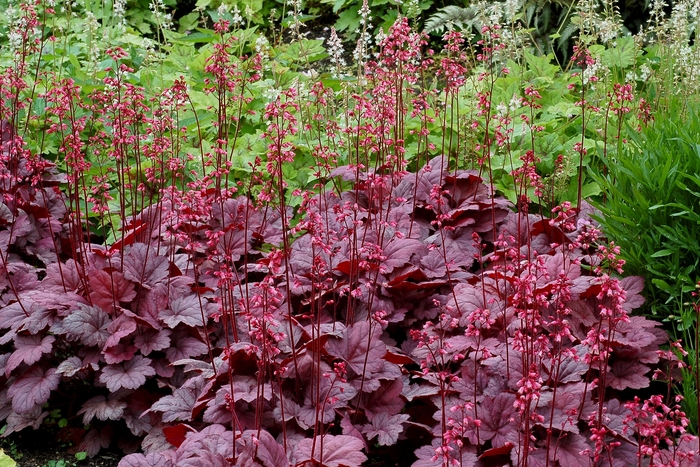 Coral Bells - Heuchera 'Grape Soda' from Kings Garden Center