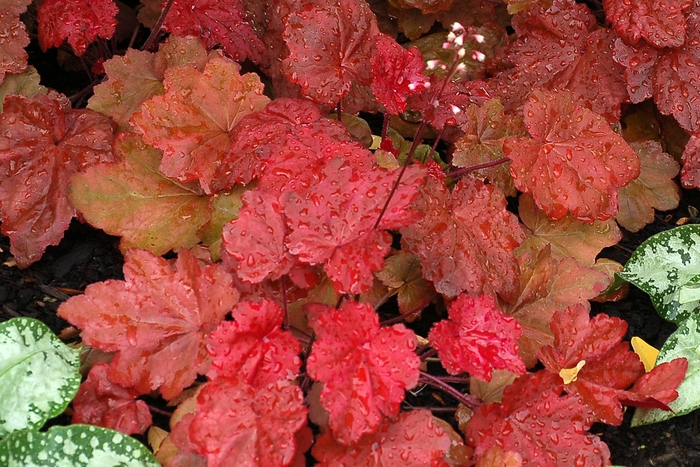 Coral Bells - Heuchera 'Autumn Leaves' from Kings Garden Center