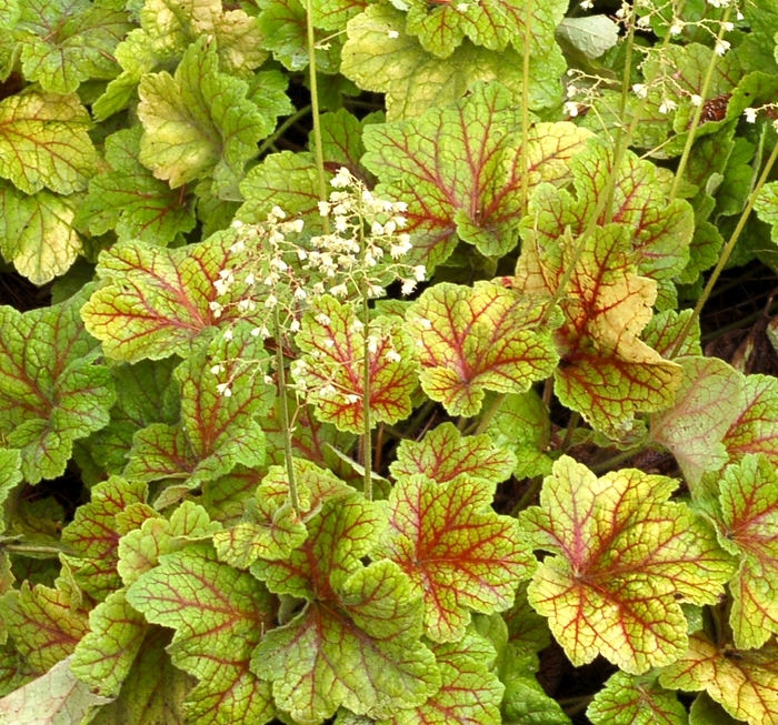 Electra Coral Bell - Heuchera 'Electra' from Kings Garden Center