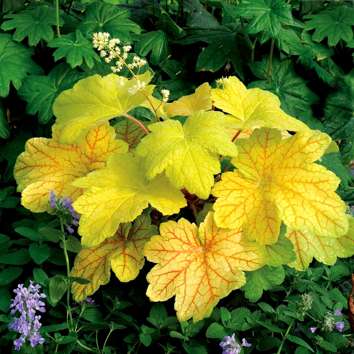 Coral Bells - Heuchera 'Electric Lime' from Kings Garden Center