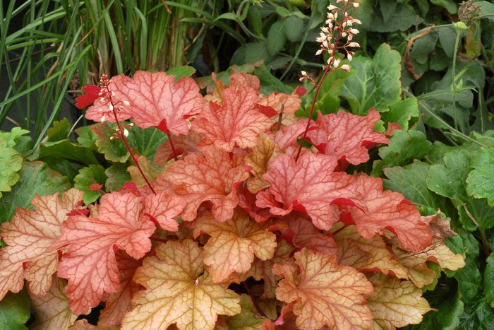 Paprika Heuchera - Heuchera 'Paprika' from Kings Garden Center