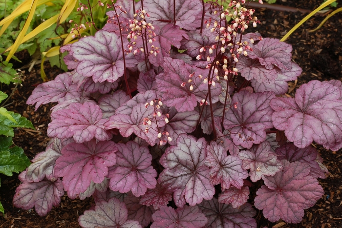 Coral Bells - Heuchera 'Sugar Plum' from Kings Garden Center