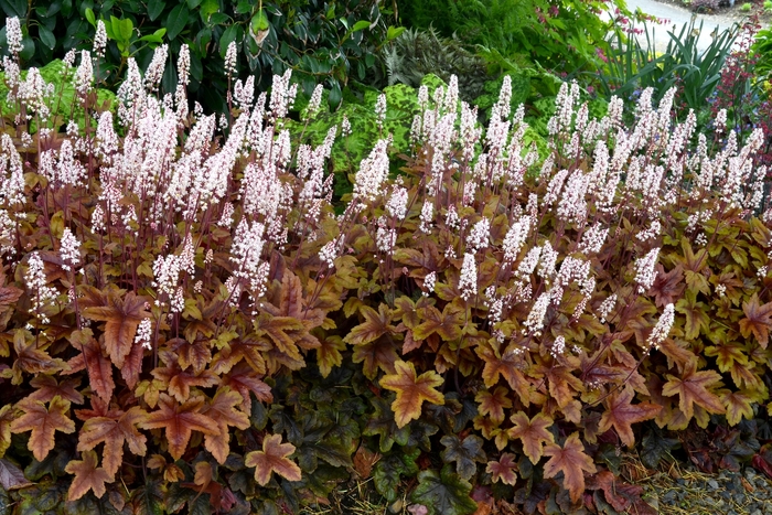 Foamy Bells - Heucherella 'Brass Lanterns' from Kings Garden Center