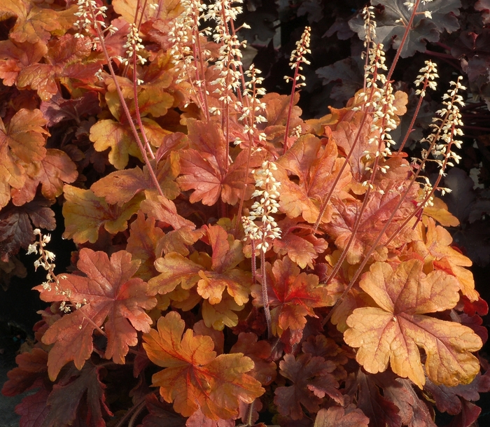 Foamy Bells - Heucherella 'Buttered Rum' from Kings Garden Center