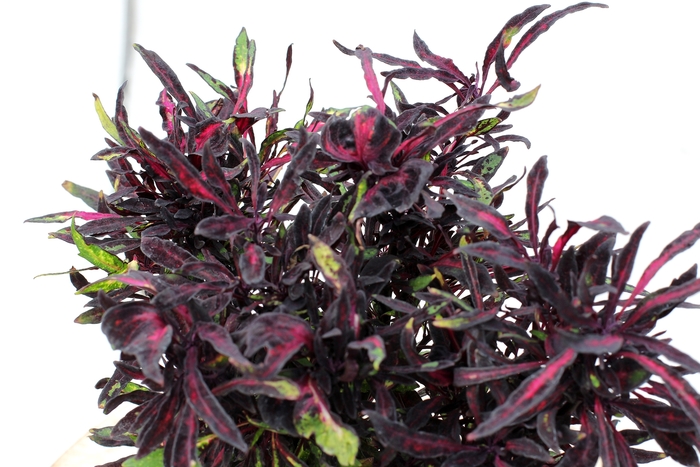 FANCY FEATHERS™ - Coleus scutellarioides 'Black' from Kings Garden Center