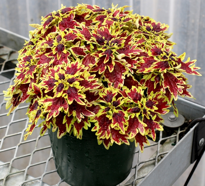 TERRA NOVA® Coleus - Coleus 'Bright Spark' from Kings Garden Center