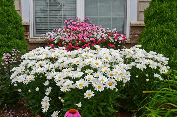 'Daisy May' Shasta Daisy - Leucanthemum 'Daisy May' from Kings Garden Center