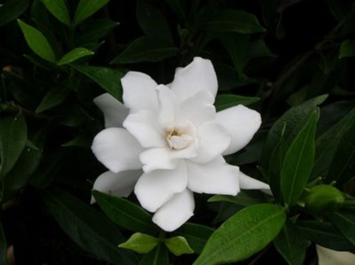 Frost Proof Gardenia - Gardenia jasminoides 'Frost Proof' from Kings Garden Center