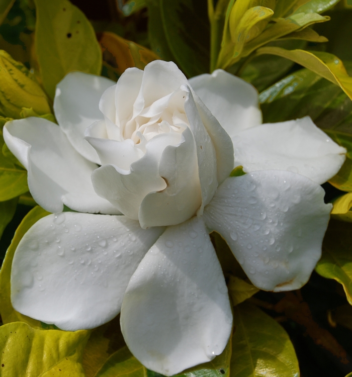 Gardenia - Gardenia jasminoides 'Gold Doubloon' from Kings Garden Center