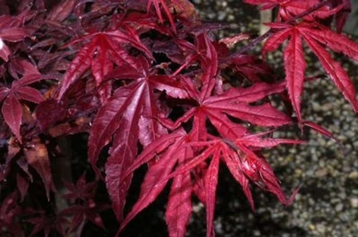 Red Emperor Japanese Maple - Acer Palmatum 'Red Emperor' from Kings Garden Center