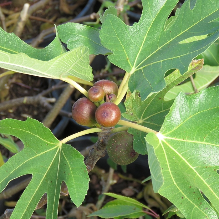 Little Miss Figgy™ Dwarf Fig - Ficus carica 'Little Miss Figgy' from Kings Garden Center