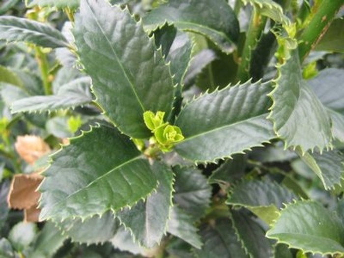 Liberty Holly - Ilex x 'Conty' from Kings Garden Center