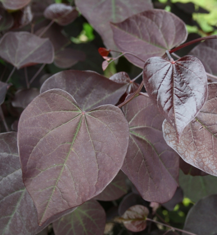 Redbud Burgundy Hearts - Cercis canadensis 'Burgundy Hearts' from Kings Garden Center