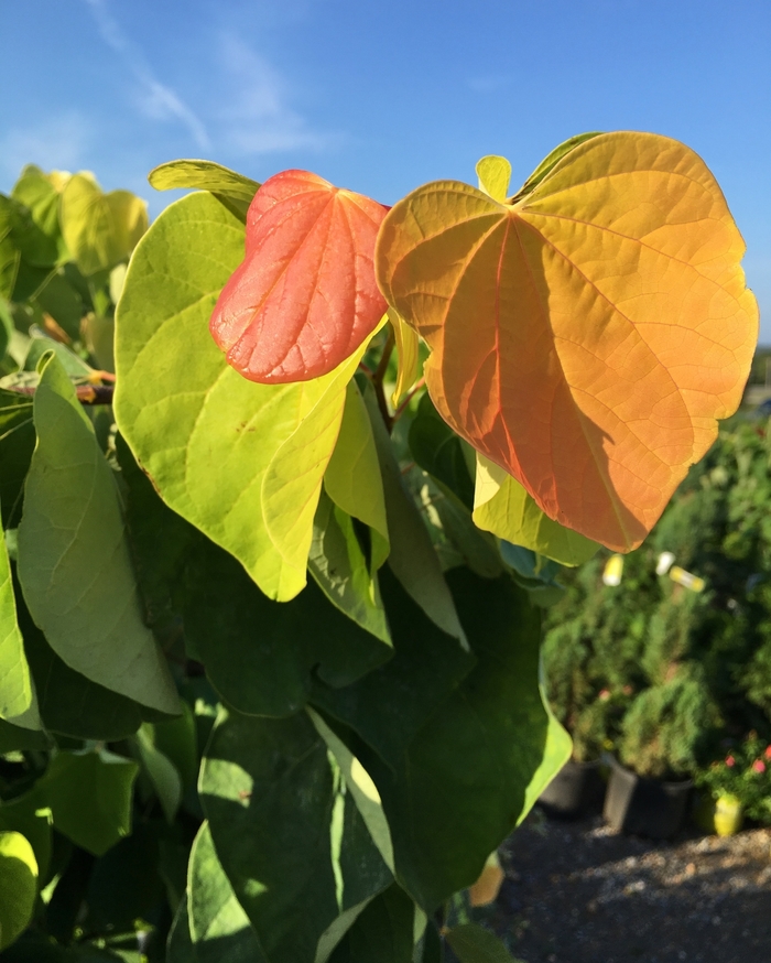 Redbud - Cercis canadensis 'The Rising Sun' from Kings Garden Center