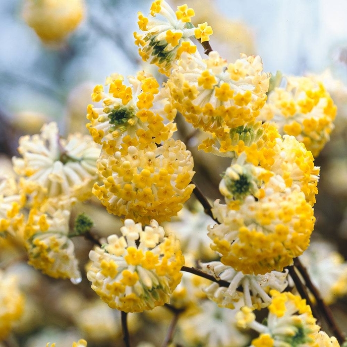 Paperbush (Edgeworthia) - Edgeworthia chrysantha from Kings Garden Center