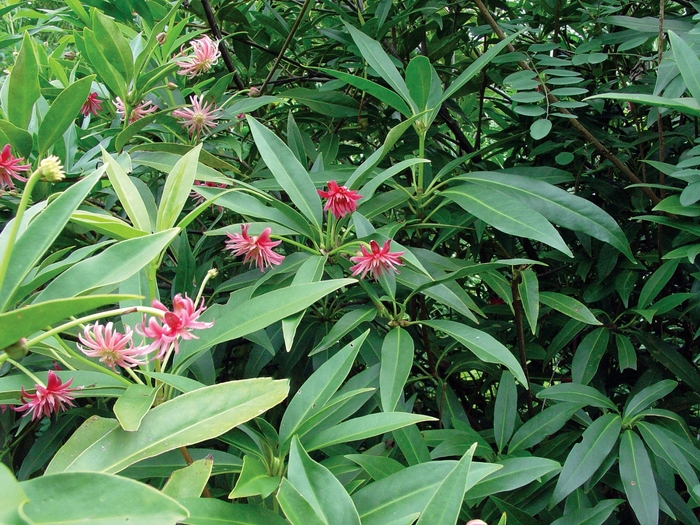 Anise - Illicium 'Woodland Ruby' from Kings Garden Center