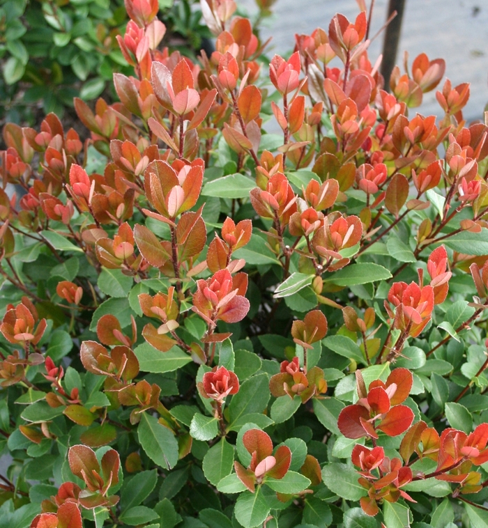 Indian Hawthorn - Rhaphiolepis indica 'Redbird' from Kings Garden Center