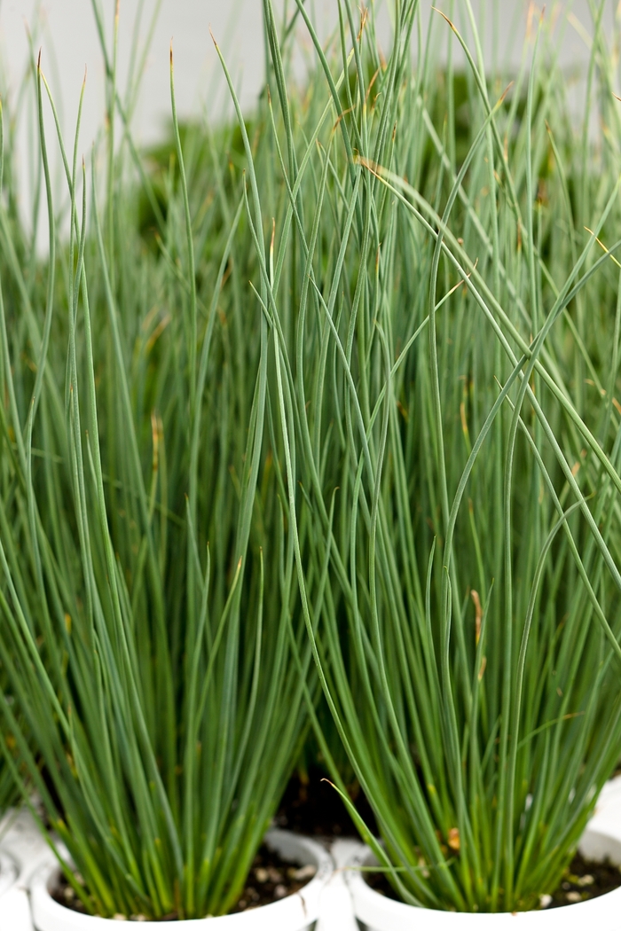 Rush - Juncus Inflexus 'Blue Mohawk' from Kings Garden Center