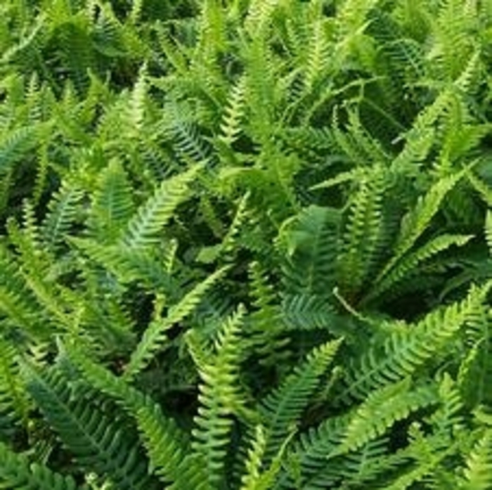 Perennial Ferns - Multiple Varieties from Kings Garden Center