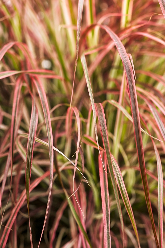 Fireworks Fountain Grass - Pennisetum setaceum 'Fireworks' from Kings Garden Center