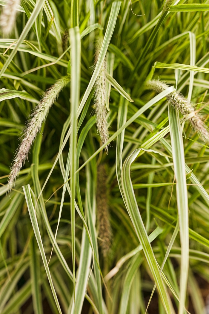 Fountain Grass - Pennisetum setaceum 'Sky Rocket' from Kings Garden Center