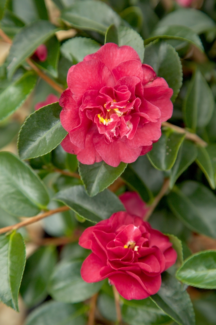 October Magic® Ruby™ Camellia - Camellia sasanqua from Kings Garden Center