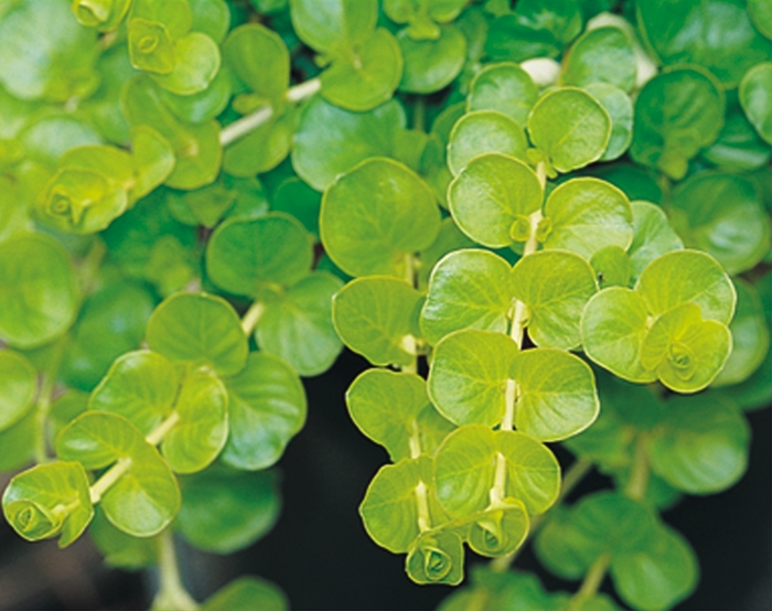 Creeping Jenny - Lysimachia nummularia 'Goldilocks' from Kings Garden Center