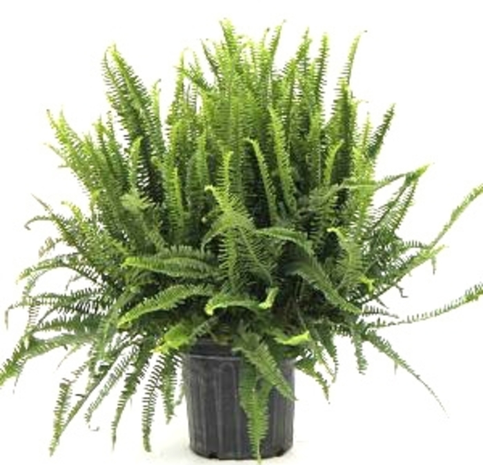 Kimberly Queen Fern - Nephrolepis obliterata from Kings Garden Center