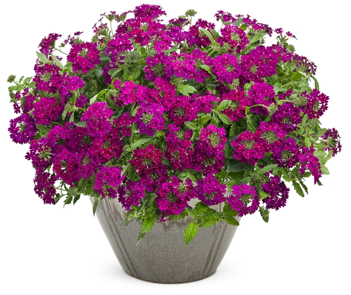 Superbena Royale® Plum Wine - Verbena hybrid from Kings Garden Center