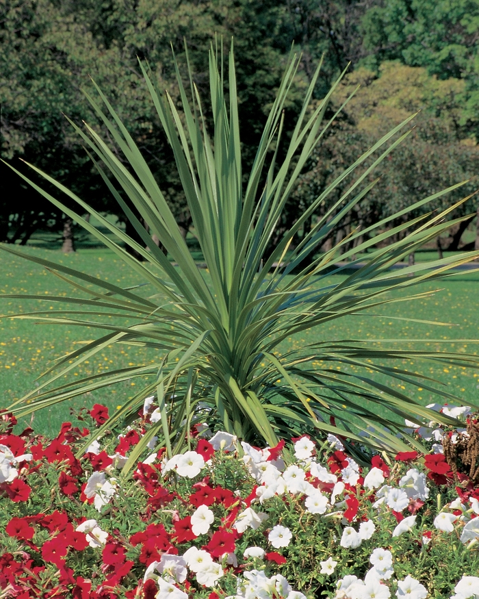 Spikes - Dracaena indivisa from Kings Garden Center