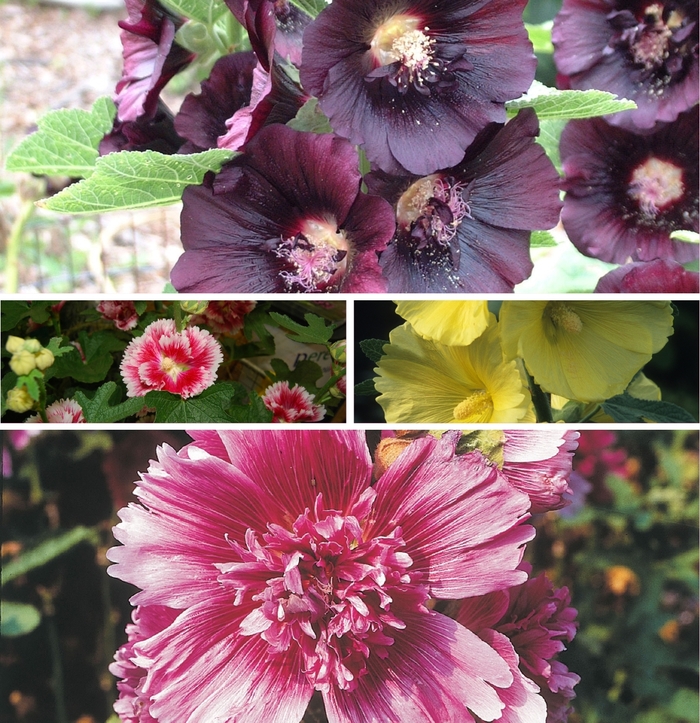 Hollyhocks - Alcea Multiple Varieties from Kings Garden Center