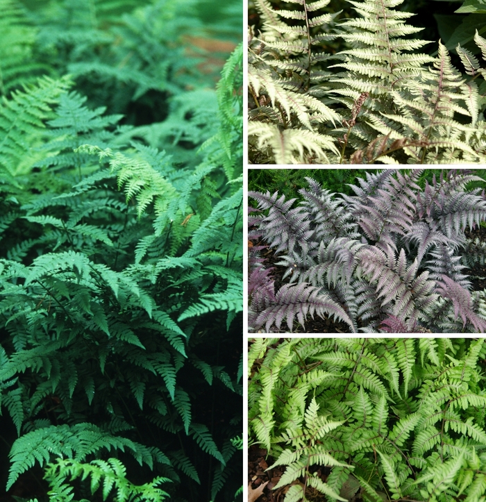 Wood Fern - Athyrium Multiple Varieties from Kings Garden Center