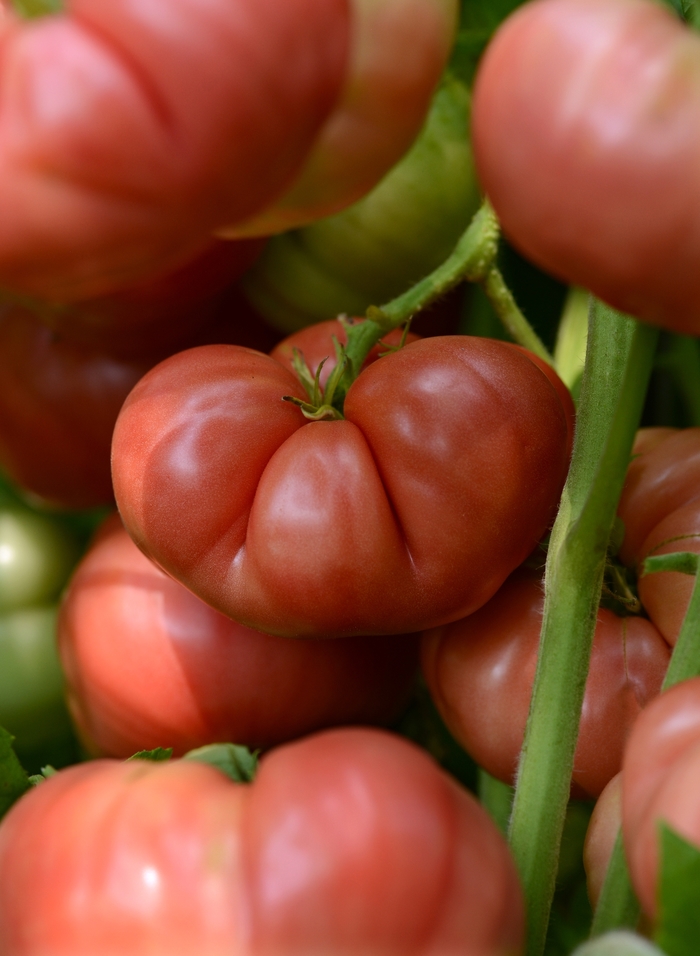 Tomato Heirloom Marriage™ - Solanum lycopersicum 'Big Brandy' from Kings Garden Center