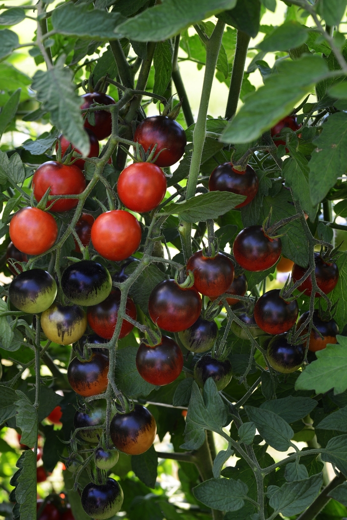 Tomato, Cherry - Solanum lycopersicum 'Midnight Snack' from Kings Garden Center