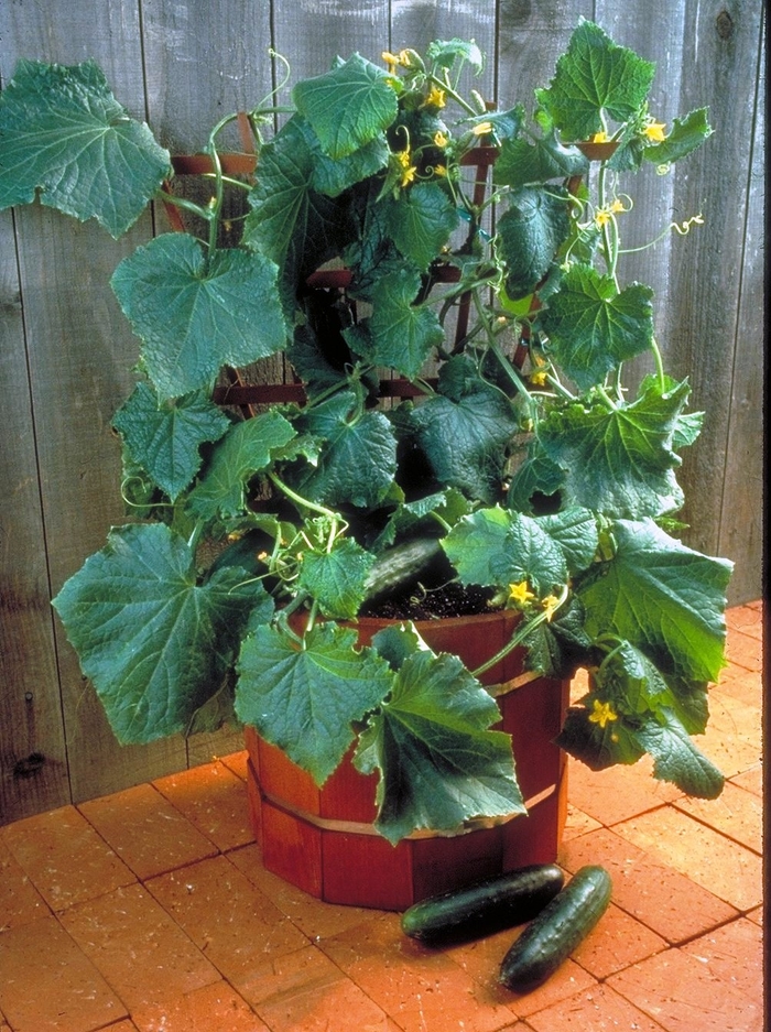 Cucumber - Cucumis sativus 'Salad Bush' from Kings Garden Center