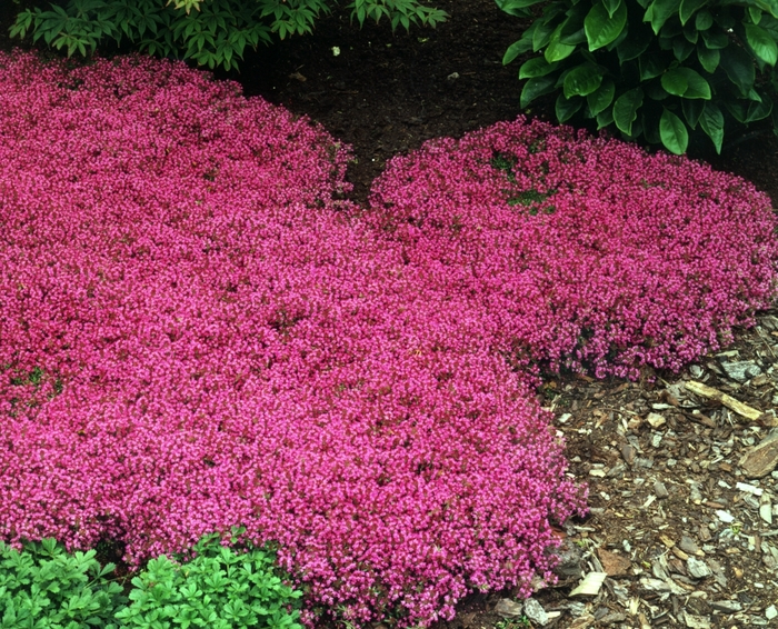 Red Creeping Thyme - Thymus praecox 'Coccineus' from Kings Garden Center