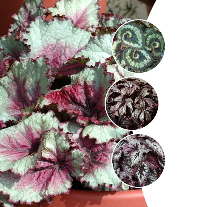 Rex Begonia - Multiple Varieties from Kings Garden Center