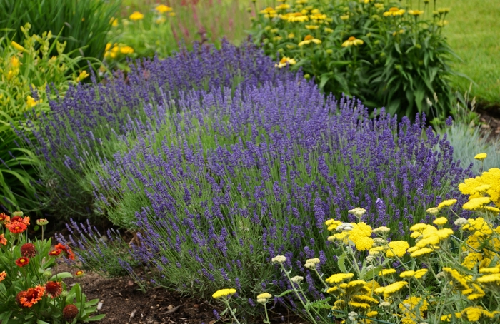 English Lavender - Lavandula angustifolia 'Hidcote Blue' from Kings Garden Center